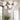 Alora Mood Nouveau CH505335 35 Inch Chandelier 7